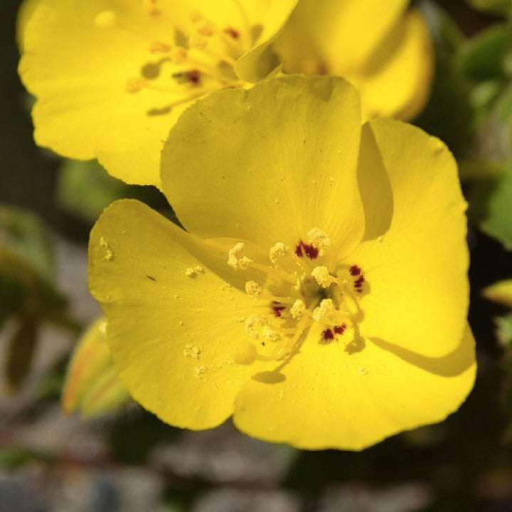 Evening Primrose